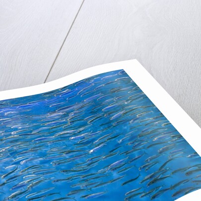 A school of fish by Anonymous