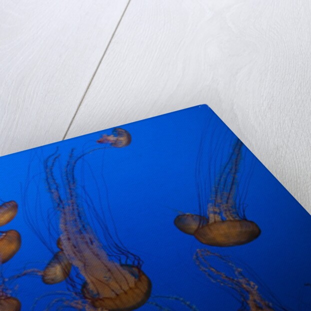 Lion's mane jellyfish by Anonymous