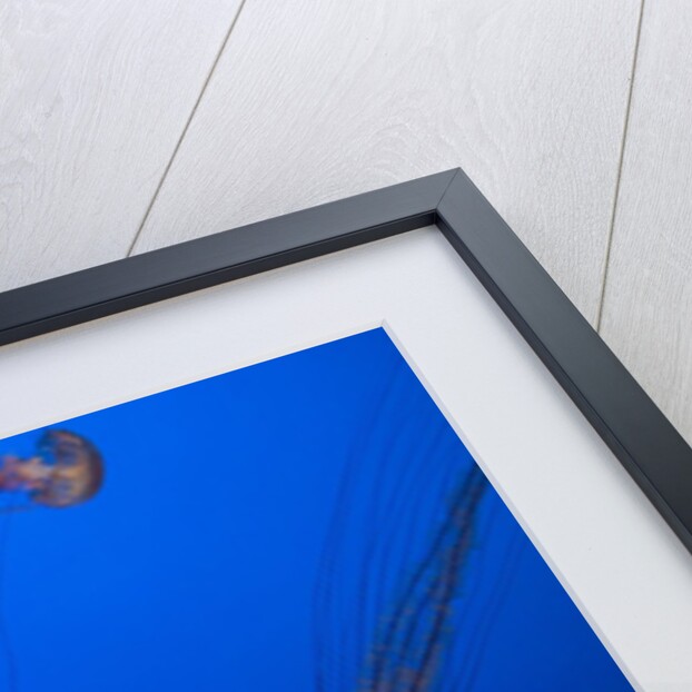 Lion's mane jellyfish by Anonymous