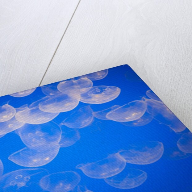 Moon jellyfish by Anonymous