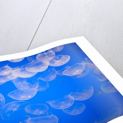 Moon jellyfish by Anonymous