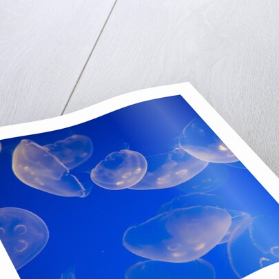 Moon jellyfish by Anonymous