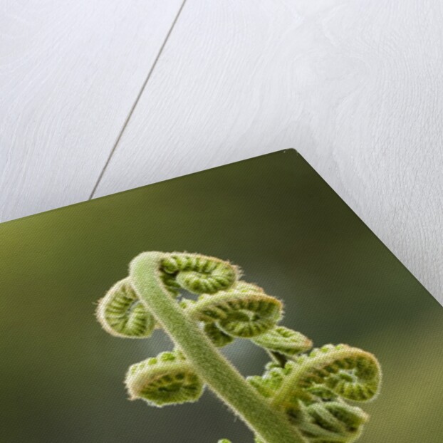 Fiddlehead fern by Anonymous