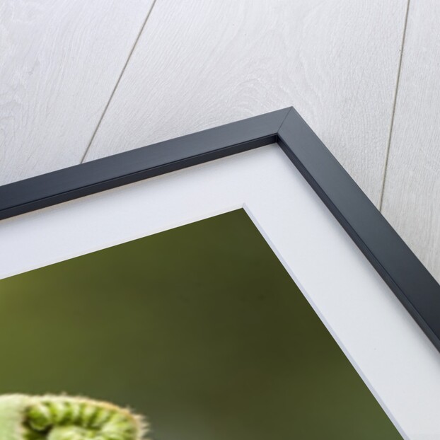 Fiddlehead fern by Anonymous