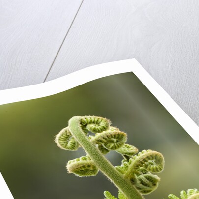 Fiddlehead fern by Anonymous