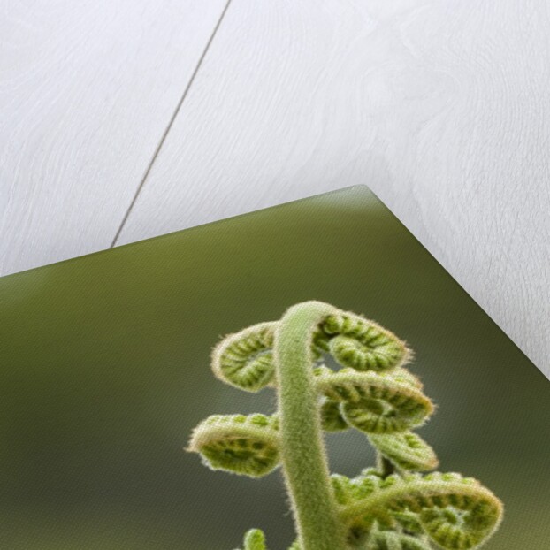 Fiddlehead fern by Anonymous