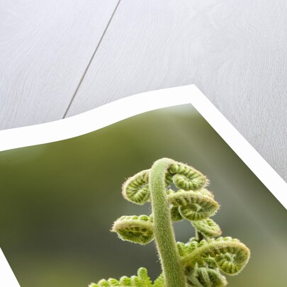 Fiddlehead fern by Anonymous