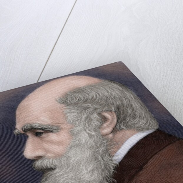 Charles Robert Darwin (1809-1882) British naturalist. Colored engraving by Anonymous