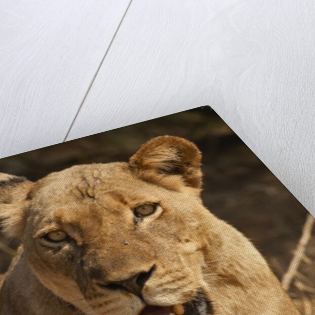 Lioness (Panthera leo) by Anonymous