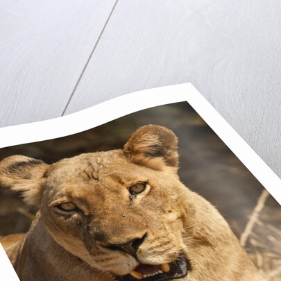 Lioness (Panthera leo) by Anonymous