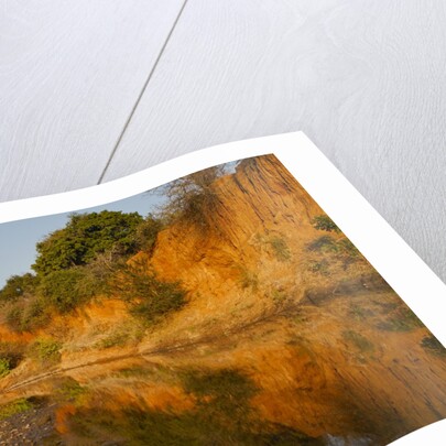 Riverbed, Zambezi National Park by Anonymous