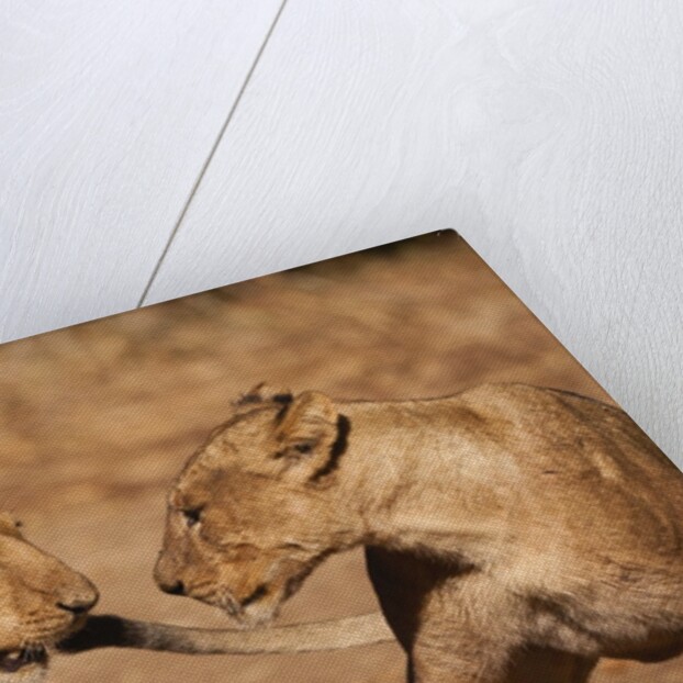 Young Lions (Panthera leo) by Anonymous