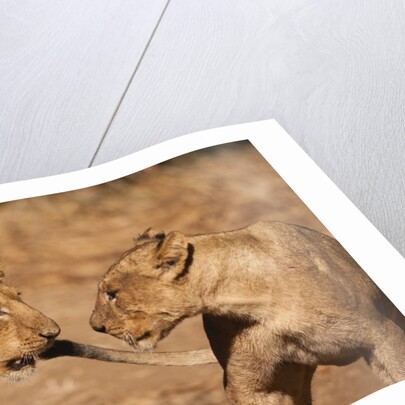 Young Lions (Panthera leo) by Anonymous