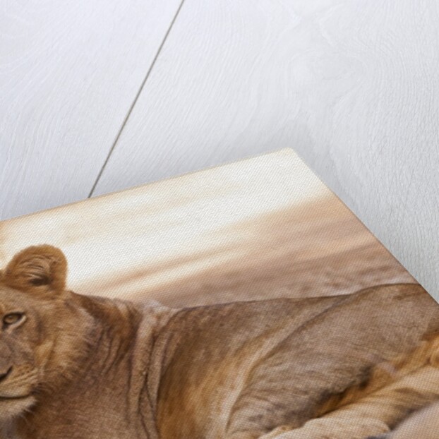 Young lion (Panthera leo) by Anonymous