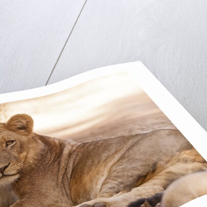 Young lion (Panthera leo) by Anonymous
