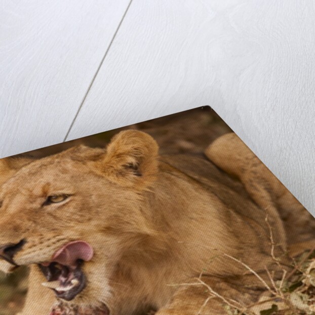 Young lion (Panthera leo) by Anonymous