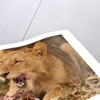 Young lion (Panthera leo) by Anonymous