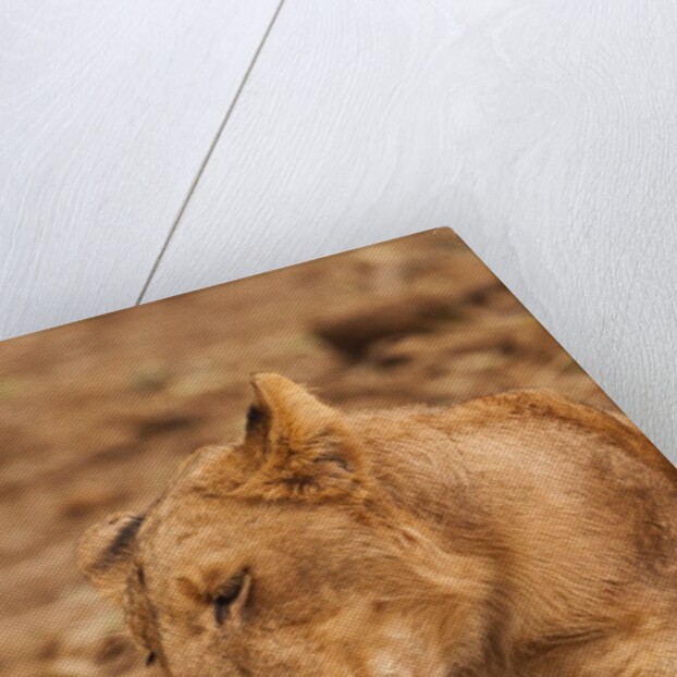 Young lion (Panthera leo) by Anonymous