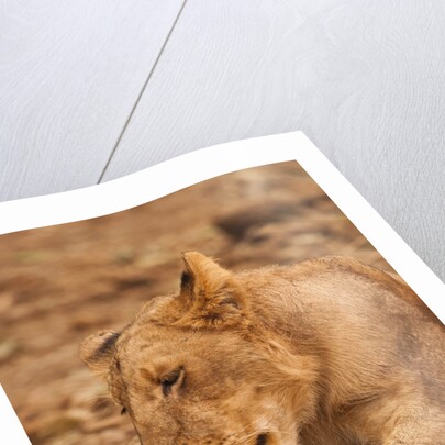 Young lion (Panthera leo) by Anonymous