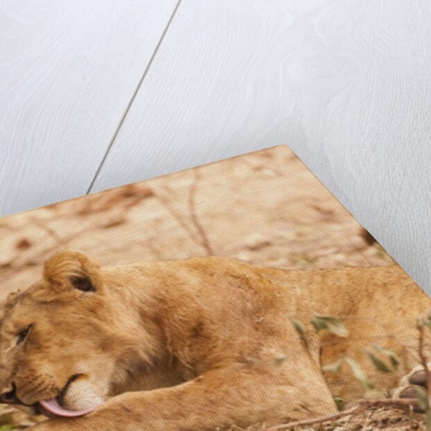 Lioness (Panthera leo) by Anonymous