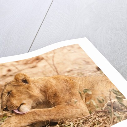 Lioness (Panthera leo) by Anonymous