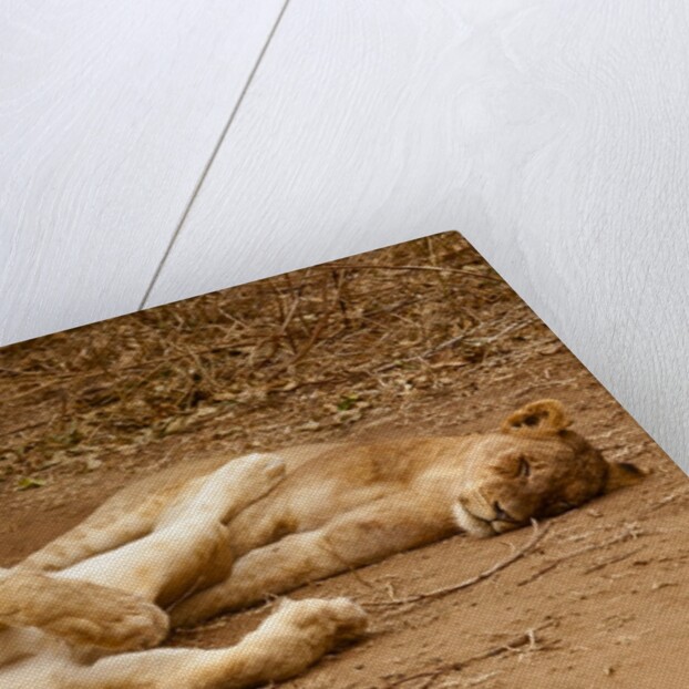Young Lions (Panthera leo) by Anonymous