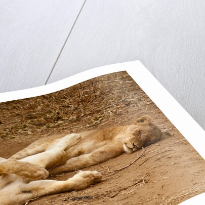 Young Lions (Panthera leo) by Anonymous