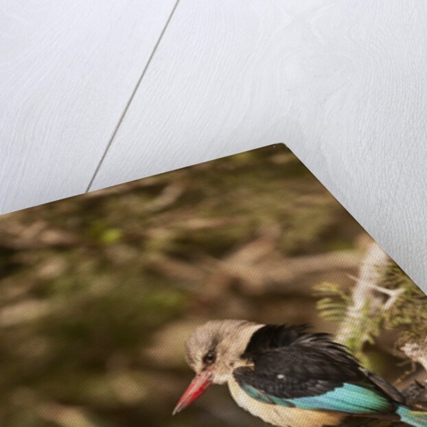 Brown-hooded Kingfisher by Anonymous