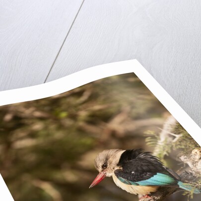 Brown-hooded Kingfisher by Anonymous