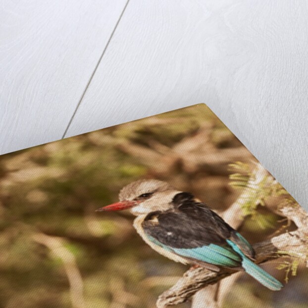 Brown-hooded Kingfisher by Anonymous