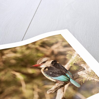 Brown-hooded Kingfisher by Anonymous