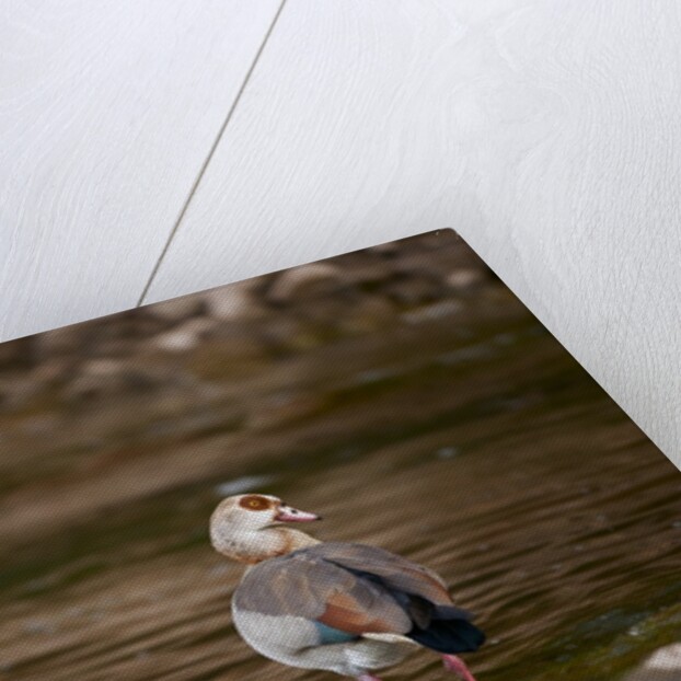 Egyptian Goose by Anonymous