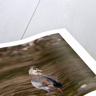 Egyptian Goose by Anonymous