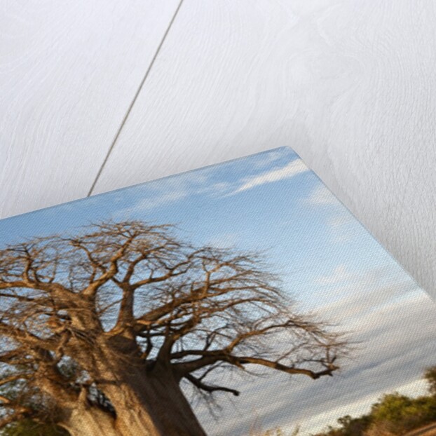 Baobab Tree by Corbis