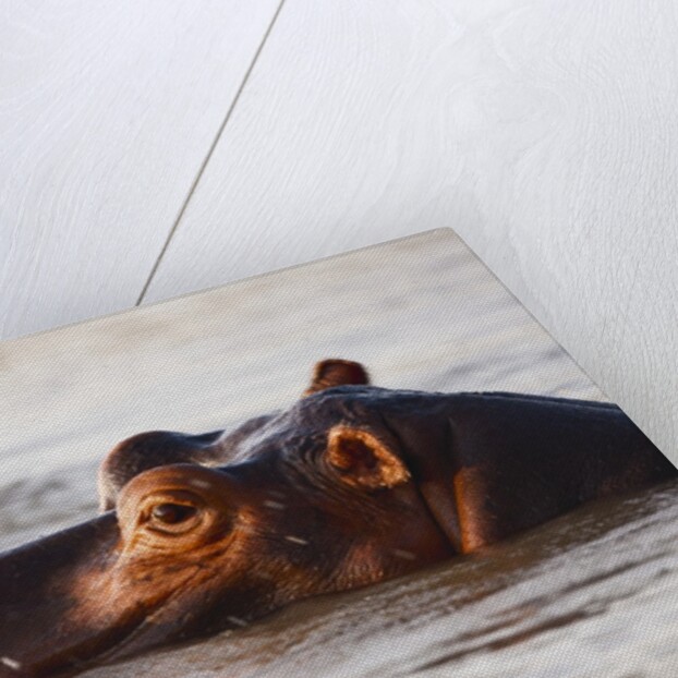 Hippopotamus by Anonymous