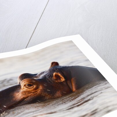 Hippopotamus by Anonymous