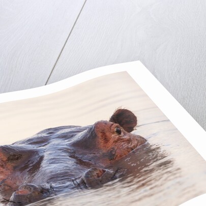 Hippopotamus by Anonymous