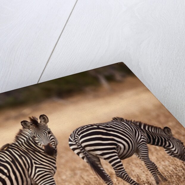 Crawshay's zebras by Anonymous