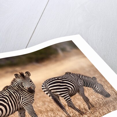 Crawshay's zebras by Anonymous