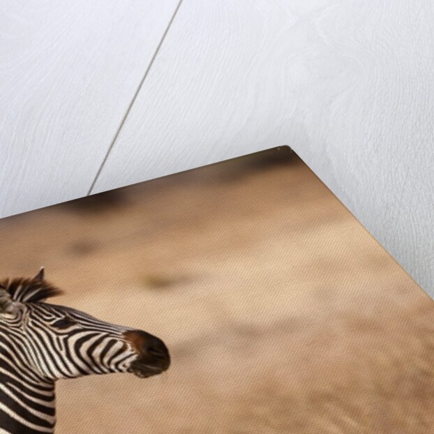 Crawshay's zebra by Anonymous