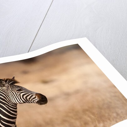 Crawshay's zebra by Anonymous