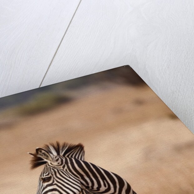 Crawshay's zebra by Anonymous
