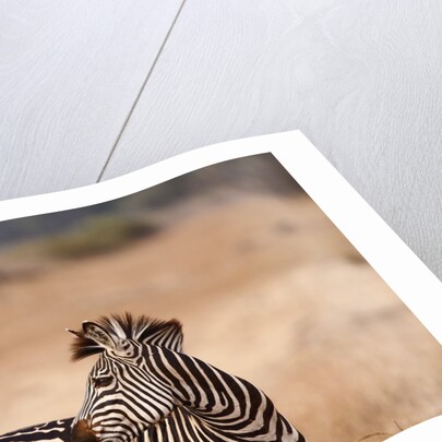 Crawshay's zebra by Anonymous