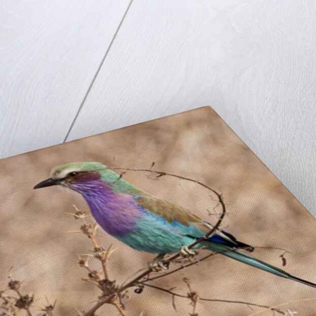 Lilac-breasted Roller by Anonymous