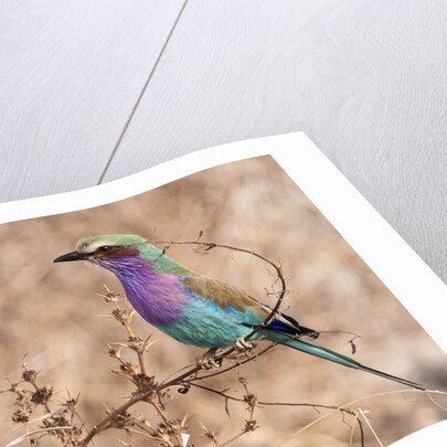 Lilac-breasted Roller by Anonymous