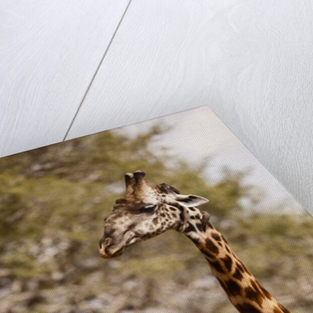Endemic Thornicroft Giraffe by Anonymous