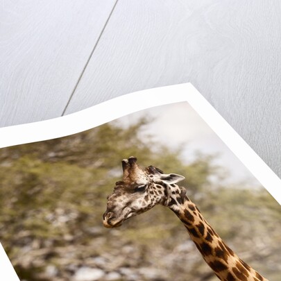 Endemic Thornicroft Giraffe by Anonymous
