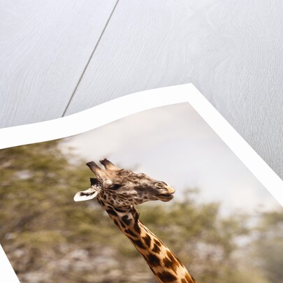 Endemic Thornicroft Giraffe by Anonymous