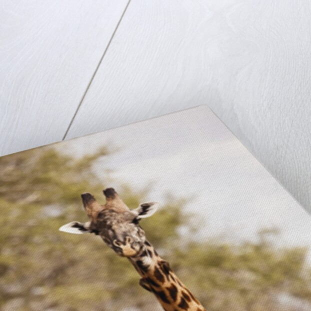 Endemic Thornicroft Giraffe by Anonymous