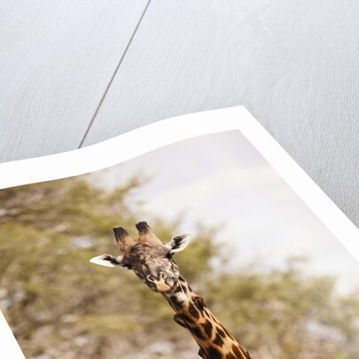 Endemic Thornicroft Giraffe by Anonymous